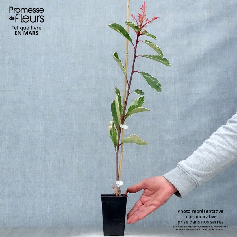 Photinia fraseri Pink Marble - Fotinia Maceta 1L/1,5L Ejemplar entregado en la primavera