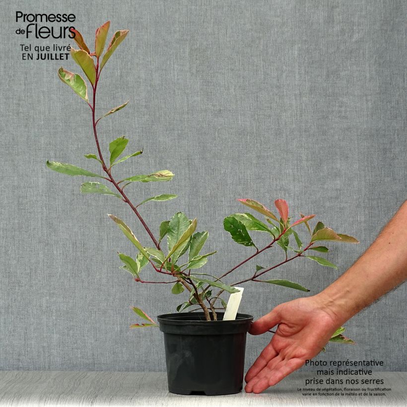 Ejemplar de Photinia fraseri Pink Marble - Fotinia Maceta 2L/3L entregado en verano