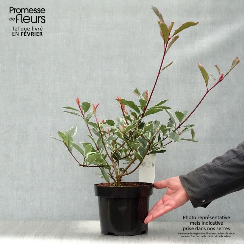 Photinia fraseri Pink Marble - Fotinia Maceta 2L/3L Ejemplar entregado en invierno