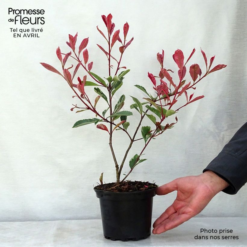 Photinia fraseri Pink Marble - Fotinia Maceta 2L/3L Ejemplar entregado en la primavera