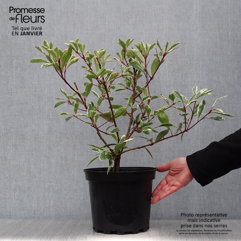 Photinia fraseri Pink Marble - Fotinia Maceta 7,5L/10L Ejemplar entregado en invierno