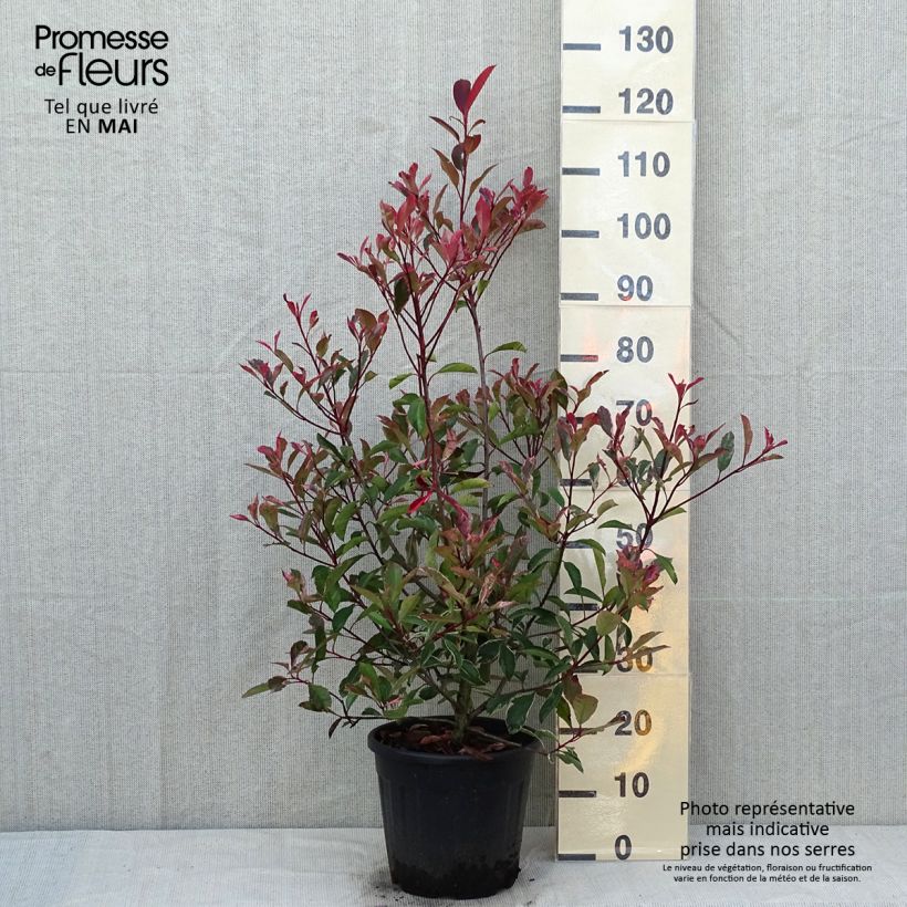 Photinia fraseri Pink Marble - Fotinia Maceta 7,5L/10L Ejemplar entregado en la primavera