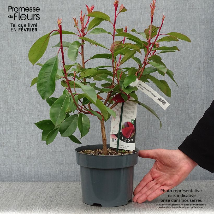 Photinia fraseri Red Light - Fotinia Maceta 3L/4L Ejemplar entregado en invierno