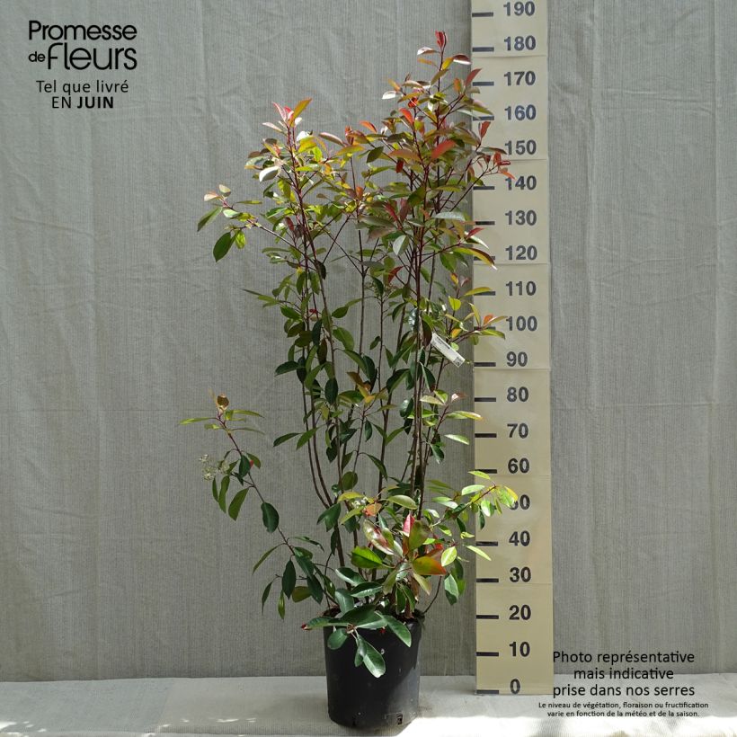 Photinia fraseri Red Robin - Fotinia Maceta 12L/15L Ejemplar entregado en la primavera