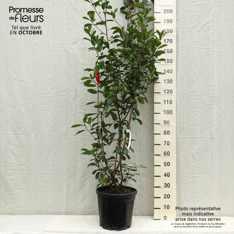 Ejemplar de Photinia fraseri Red Robin - Fotinia Maceta 18L/20L entregado en otoño