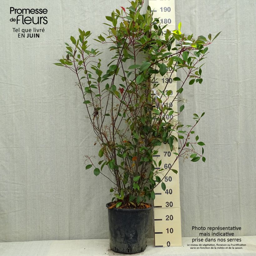 Photinia fraseri Red Robin - Fotinia Maceta 18L/20L Ejemplar entregado en la primavera