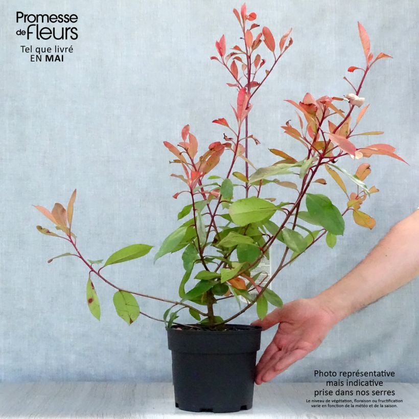 Photinia fraseri Red Robin - Fotinia Maceta 2L/3L Ejemplar entregado en la primavera