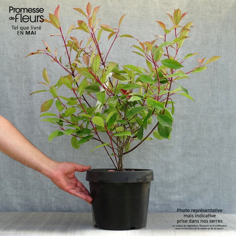 Photinia fraseri Red Robin - Fotinia Maceta 7,5L/10L Ejemplar entregado en la primavera