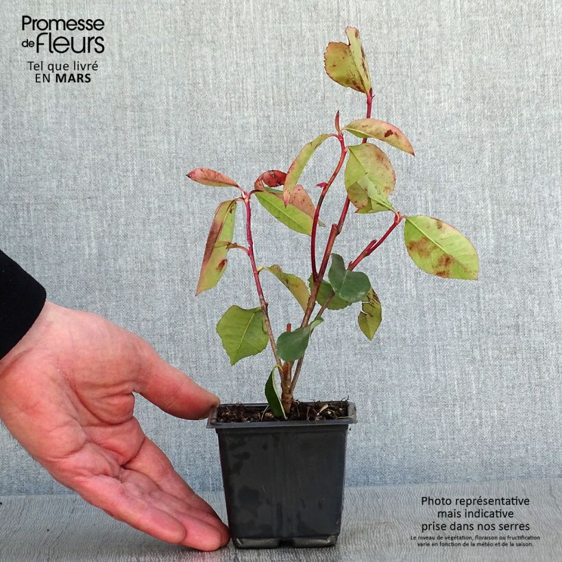 Photinia fraseri Red Robin Blood - Fotinia Maceta de 8/9 cm Ejemplar entregado en invierno