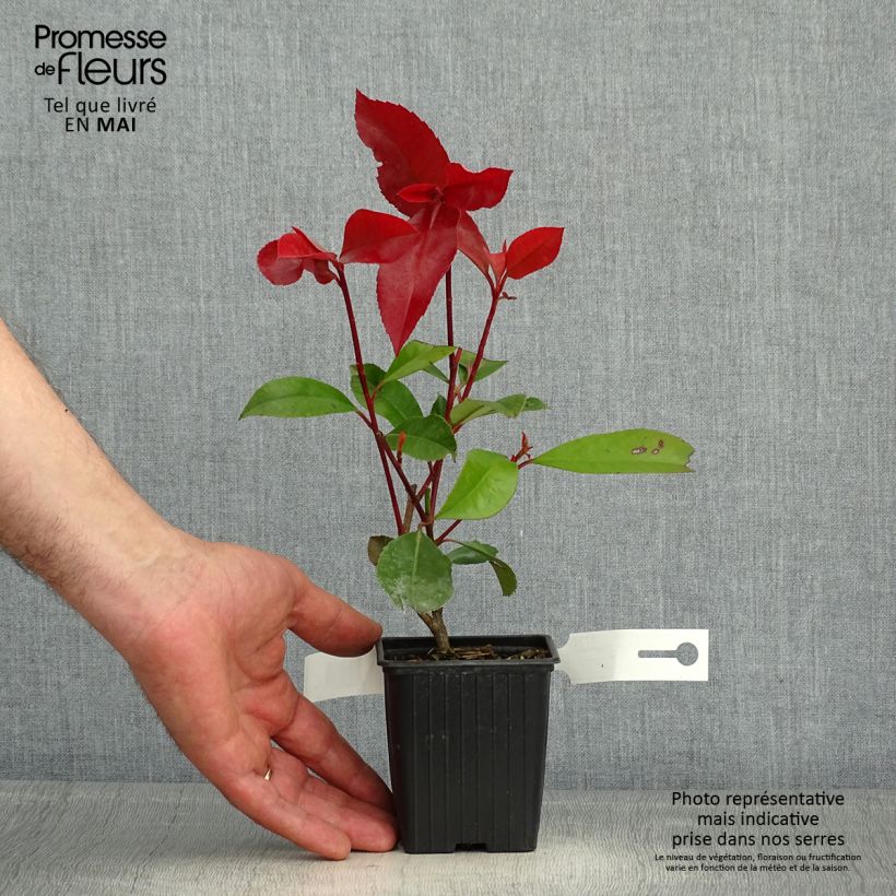 Photinia fraseri Red Robin - Fotinia Maceta de 8/9 cm Ejemplar entregado en la primavera