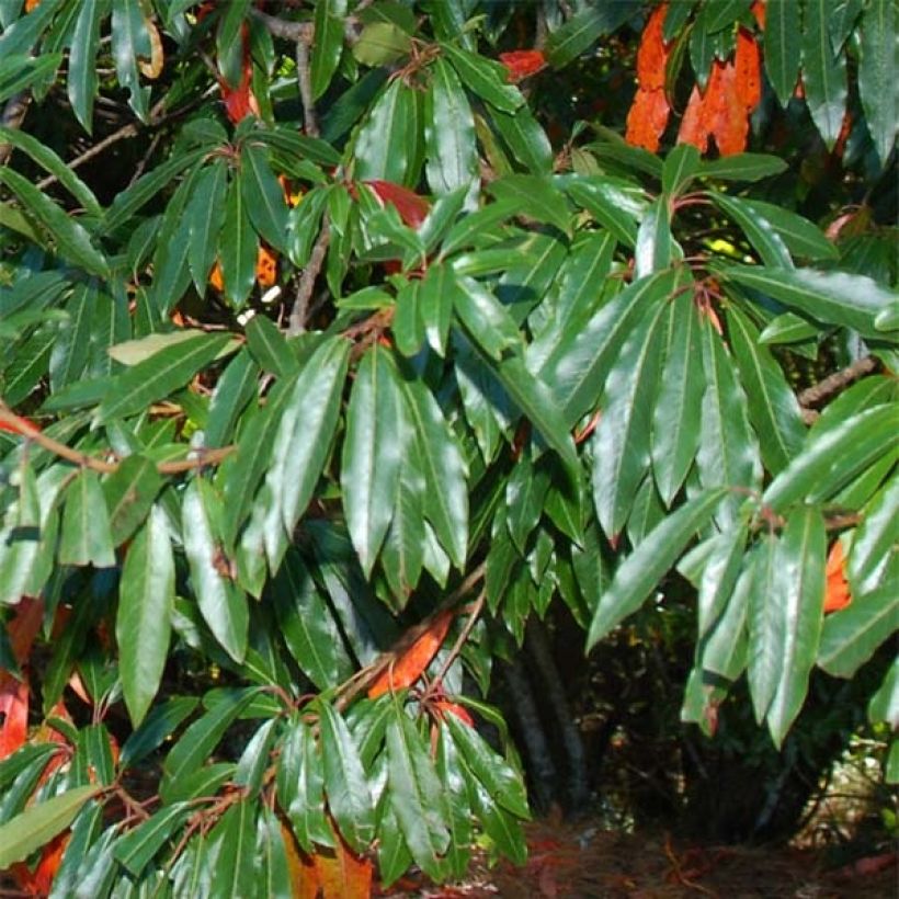 Photinia niitakayamensis - Fotinia (Follaje)
