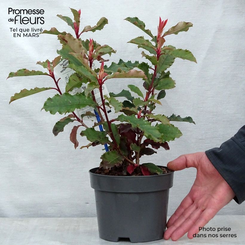 Photinia serratifolia Crunchy - Fotinia Maceta 2L/3L Ejemplar entregado en la primavera
