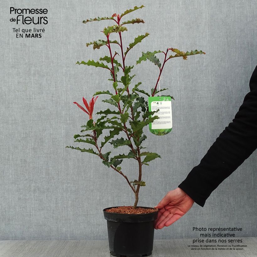Photinia serratifolia Crunchy - Fotinia Maceta 2L/3L Ejemplar entregado en invierno