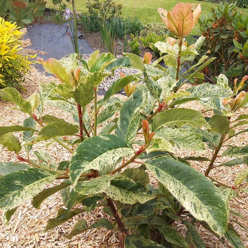Photinia serratifolia Pink Crispy - Fotinia (Porte)