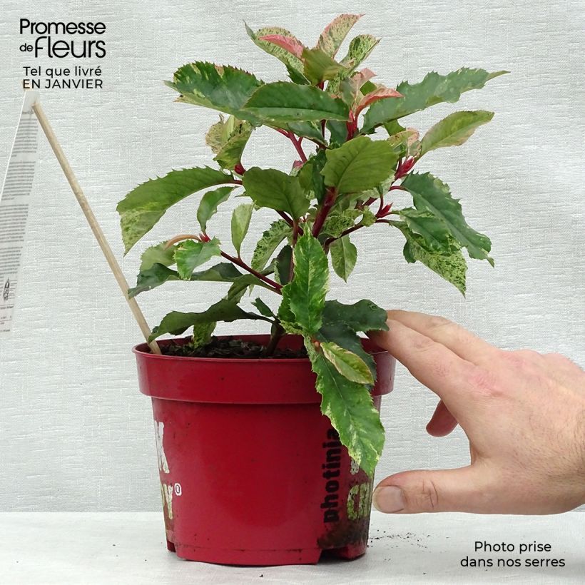 Photinia serratifolia Pink Crispy - Fotinia Maceta 2L/3L Ejemplar entregado en invierno