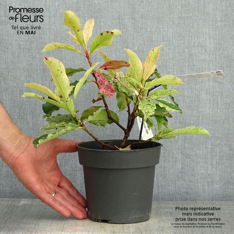 Photinia serratifolia Pink Crispy - Fotinia Maceta 2L/3L Ejemplar entregado en la primavera