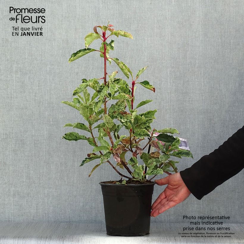 Photinia serratifolia Pink Crispy - Fotinia Maceta 4L/5L Ejemplar entregado en invierno