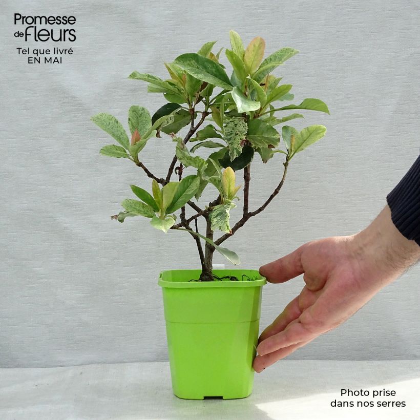 Photinia serratifolia Pink Crispy - Fotinia Maceta 1L/1,5L Ejemplar entregado en la primavera
