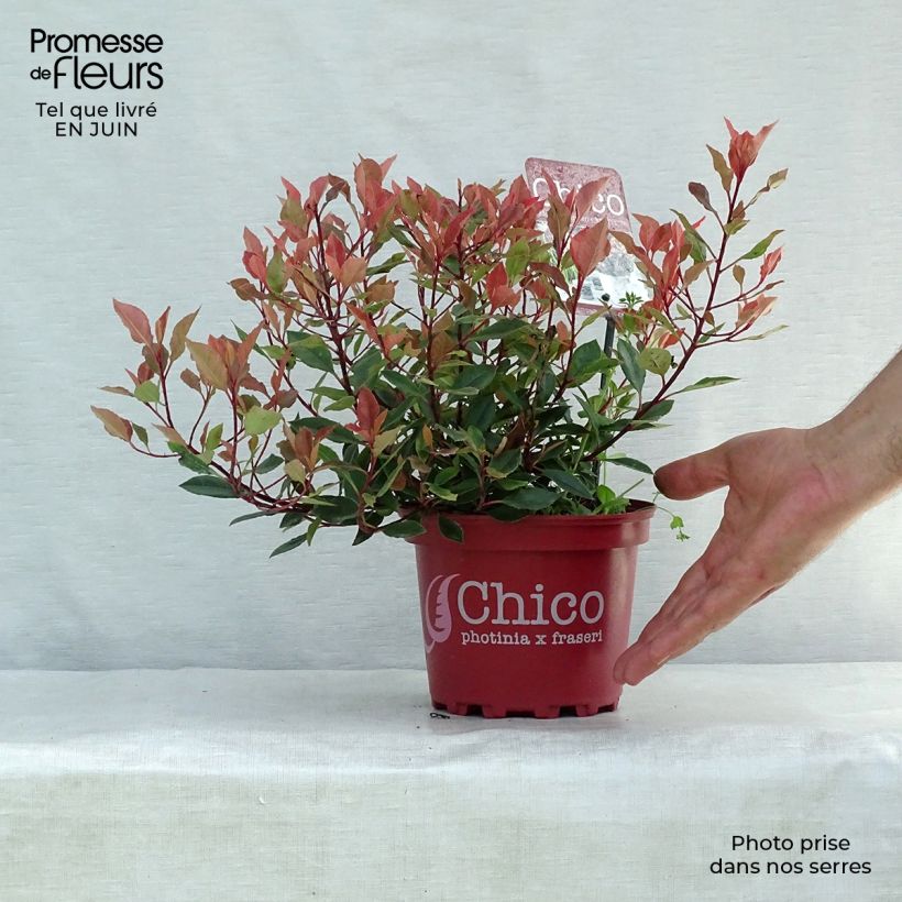 Ejemplar de Photinia fraseri Chico - Fotinia Maceta 2L/3L entregado en verano