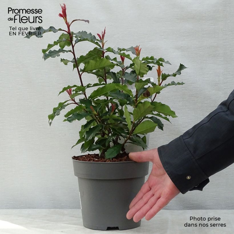 Photinia fraseri Magical Volcano - Fotinia Maceta 2L/3L Ejemplar entregado en invierno