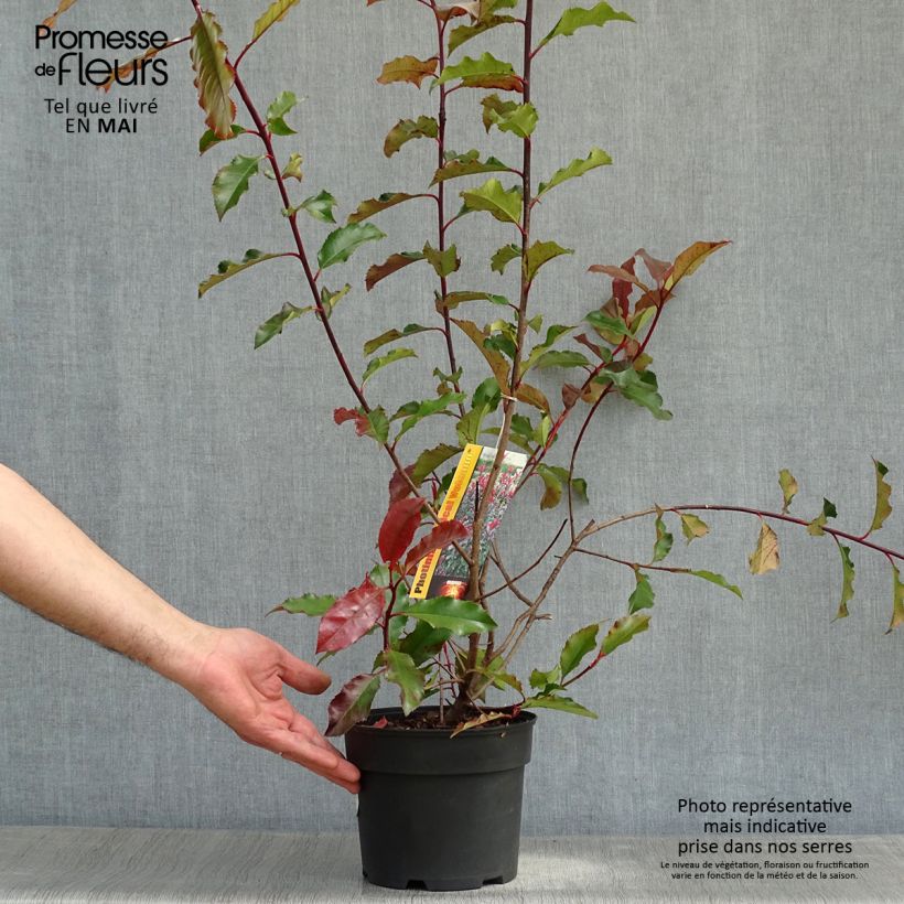 Photinia fraseri Magical Volcano - Fotinia Maceta 2L/3L Ejemplar entregado en la primavera