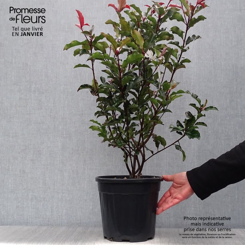 Photinia fraseri Magical Volcano - Fotinia Maceta 7,5L/10L Ejemplar entregado en invierno