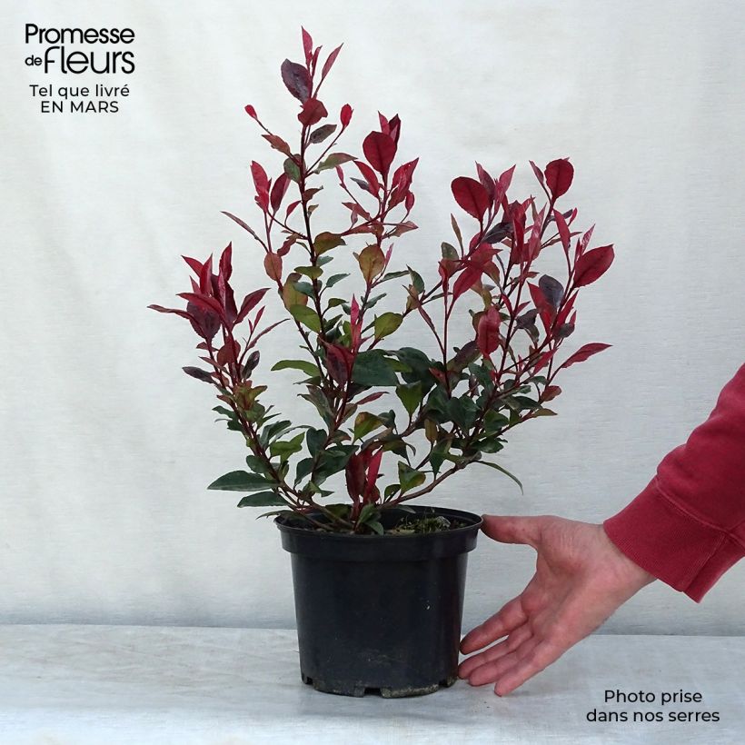 Photinia fraseri Nana - Fotinia Maceta 2L/3L Ejemplar entregado en invierno