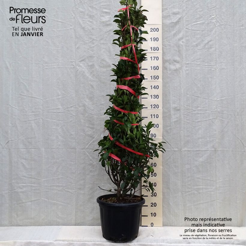 Photinia fraseri Red Robin - Fotinia Maceta 30L/35L Ejemplar entregado en invierno