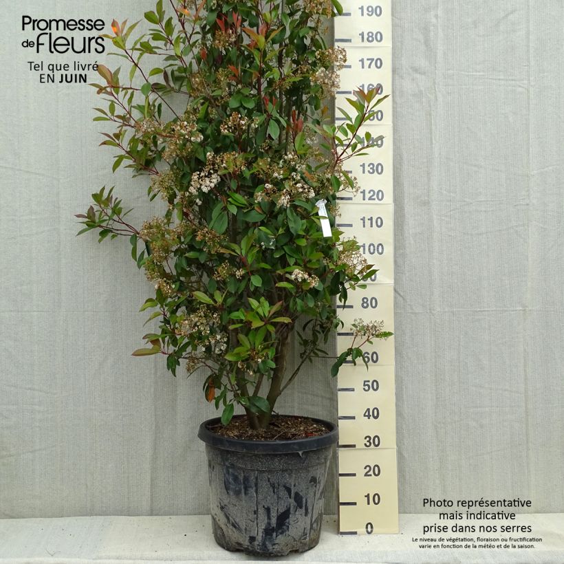 Photinia fraseri Red Robin - Fotinia Maceta 50L/55L Ejemplar entregado en la primavera