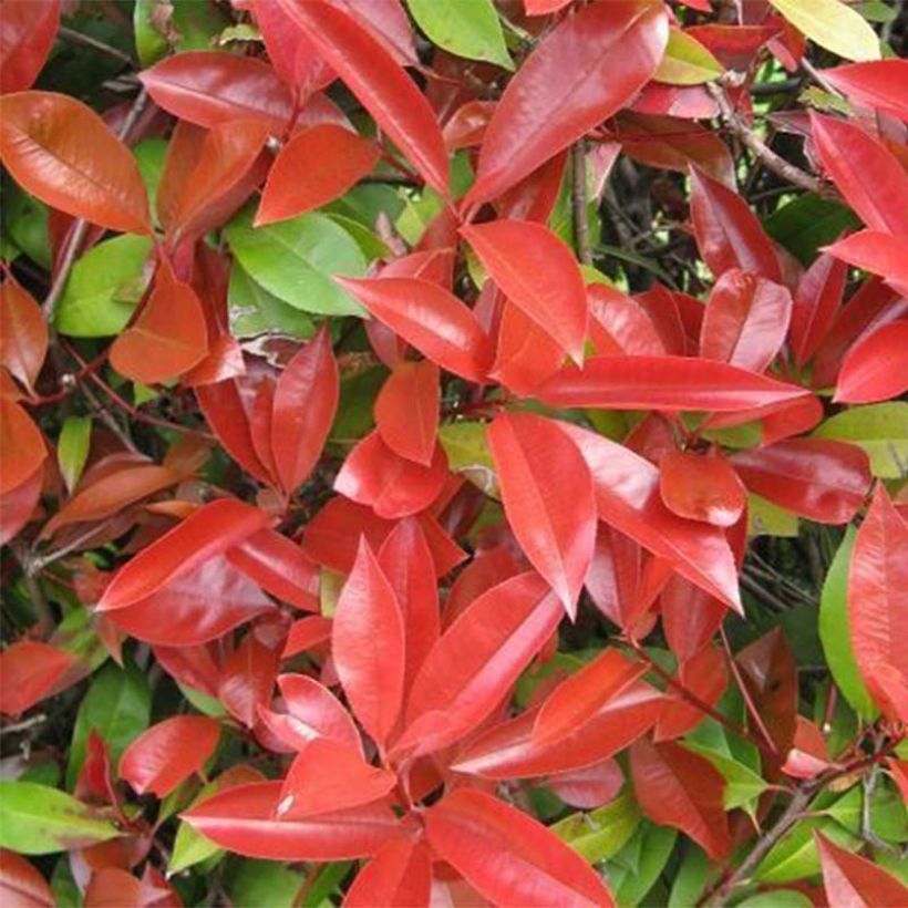 Photinia fraseri Dicker Toni - Fotinia (Follaje)
