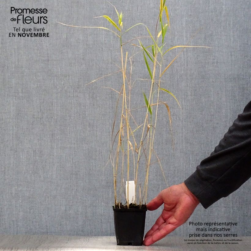 Ejemplar de Phragmites australis - Carrizo Maceta de 8/9 cm entregado en otoño