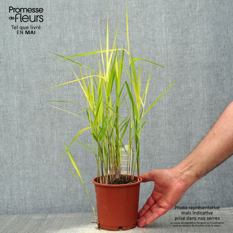 Phragmites australis - Carrizo Maceta 1L/1,5L Ejemplar entregado en la primavera