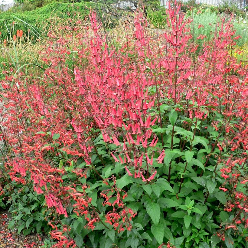 Phygelius capensis (Porte)