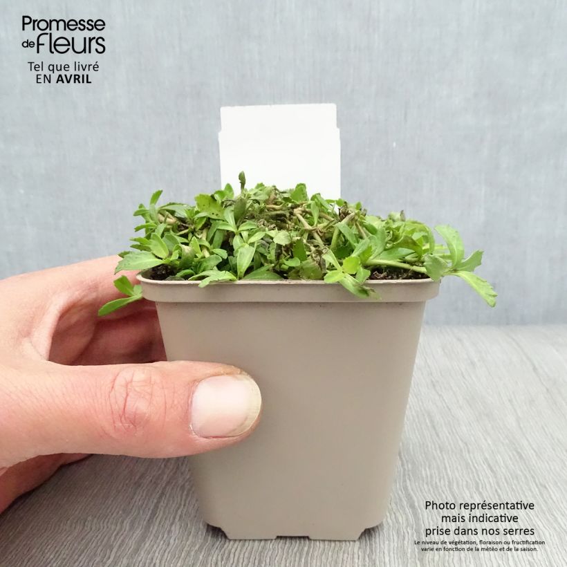 Phyla nodiflora Maceta de 8/9 cm Ejemplar entregado en la primavera