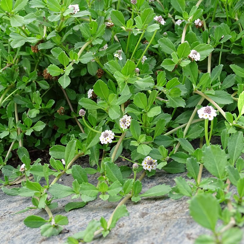 Phyla nodiflora (Porte)