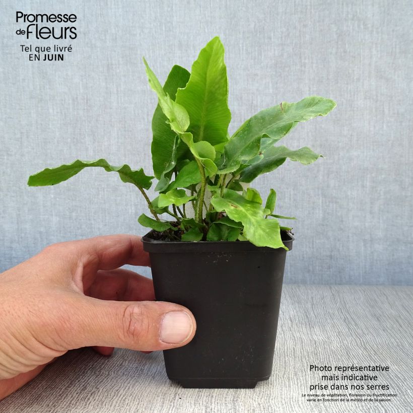Ejemplar de Phyllitis scolopendrium - Escolopendra Maceta de 8/9 cm entregado en verano
