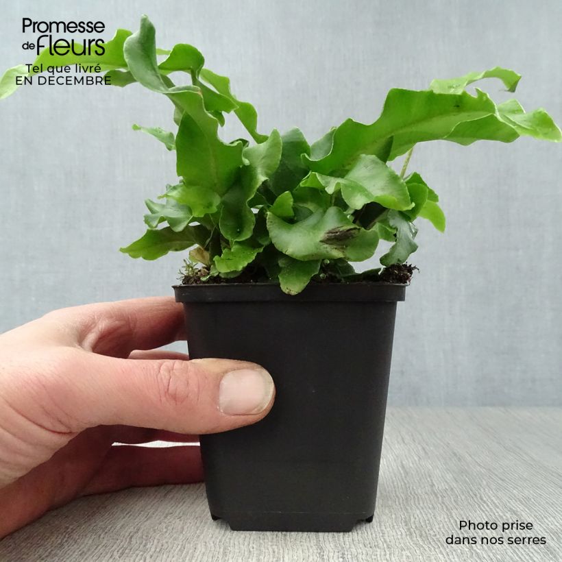 Phyllitis scolopendrium - Escolopendra Maceta de 8/9 cm Ejemplar entregado en invierno