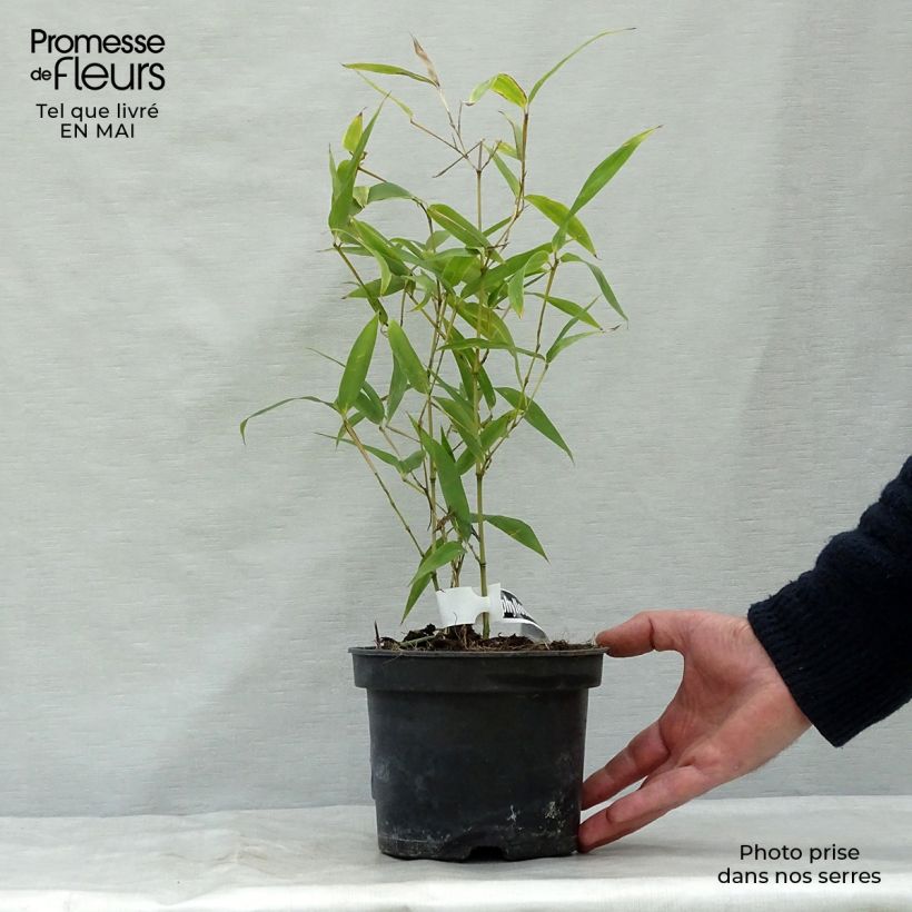 Phyllostachys atrovaginata Green Perfume - Bambú de agua Maceta 2L/3L Ejemplar entregado en la primavera