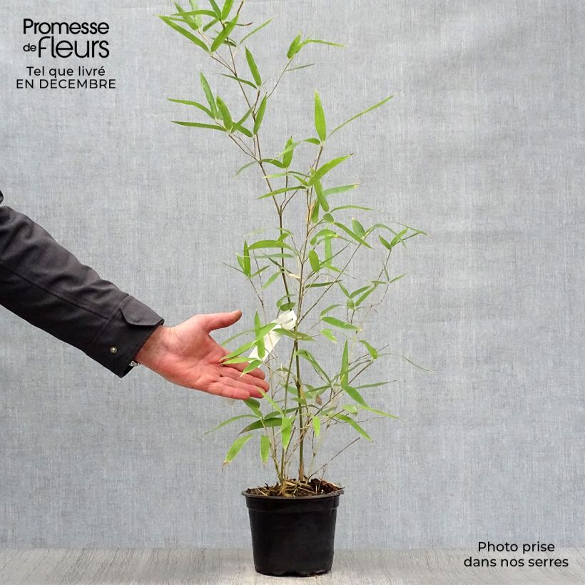 Phyllostachys atrovaginata Green Perfume - Bambú de agua Maceta 2L/3L Ejemplar entregado en invierno