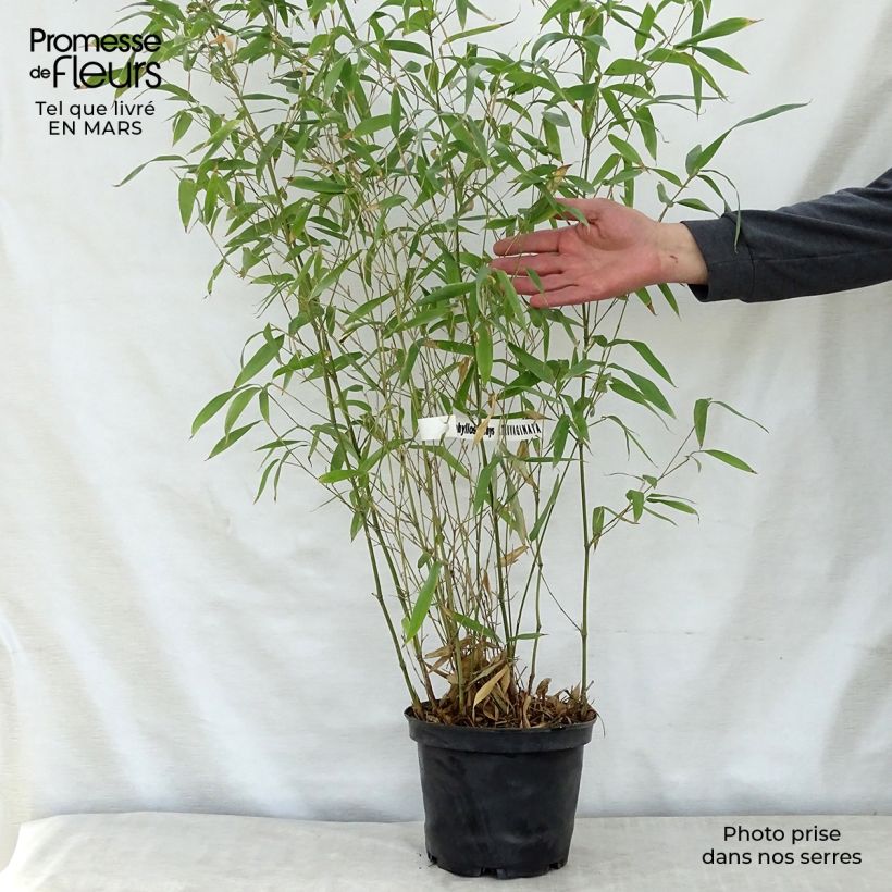 Phyllostachys atrovaginata Green Perfume - Bambú de agua Maceta 4L/5L Ejemplar entregado en la primavera