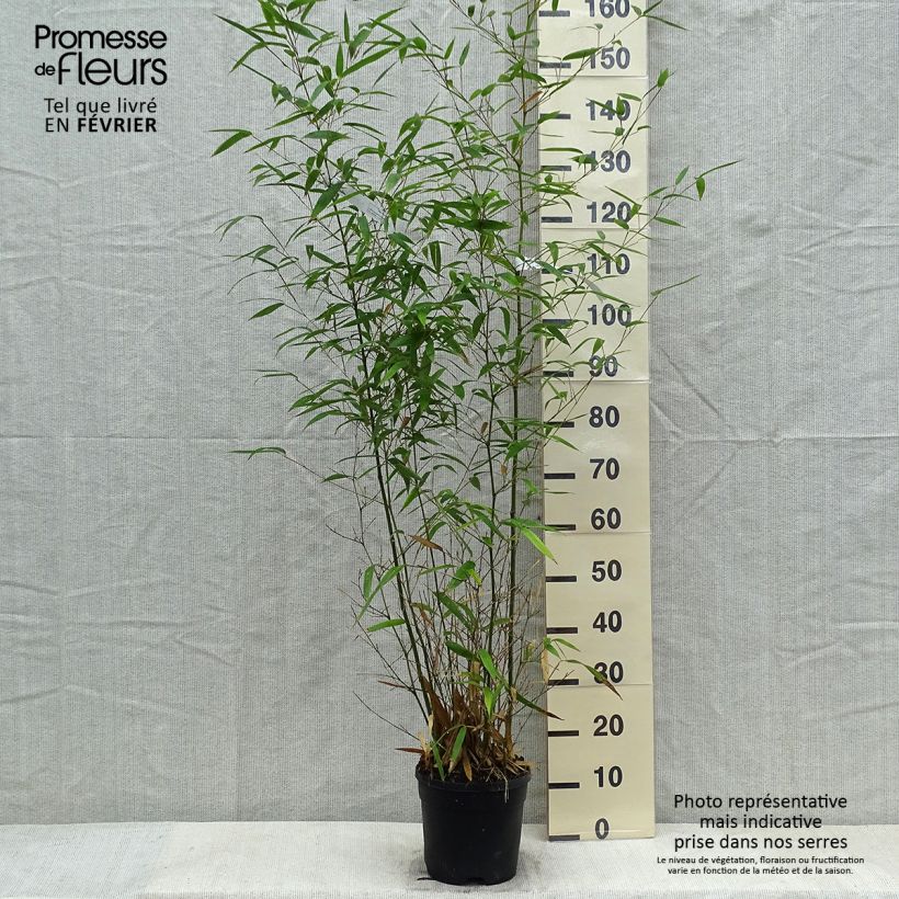 Phyllostachys atrovaginata Green Perfume - Bambú de agua Maceta 4L/5L Ejemplar entregado en invierno