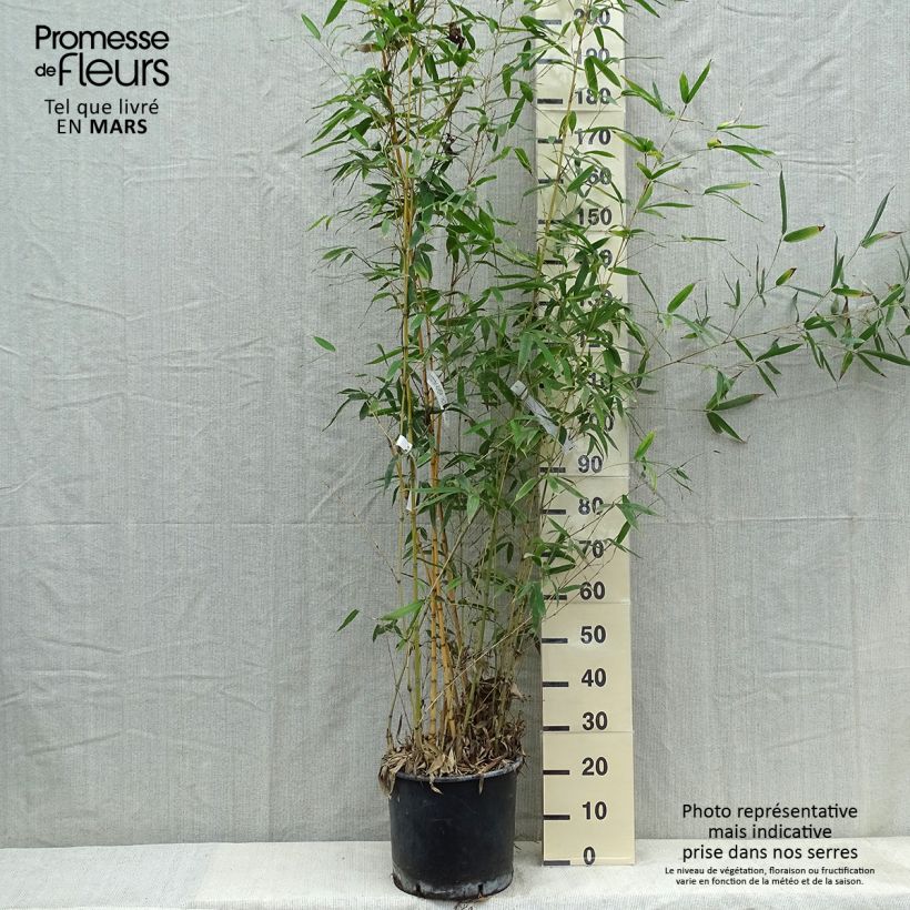 Phyllostachys aurea Holochrysa - Bambú dorado Maceta 12L/15L Ejemplar entregado en la primavera