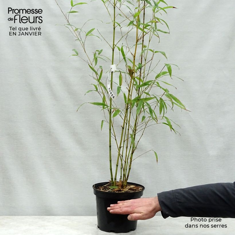 Phyllostachys aurea - Bambú dorado Maceta 4L/5L Ejemplar entregado en invierno