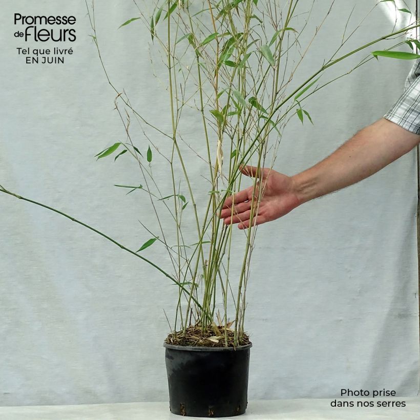 Ejemplar de Phyllostachys aureosulcata Alata - Bambú Maceta 4L/5L entregado en verano