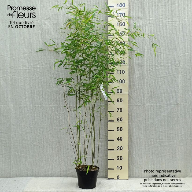 Ejemplar de Phyllostachys aureosulcata Alata - Bambú Maceta 4L/5L entregado en otoño