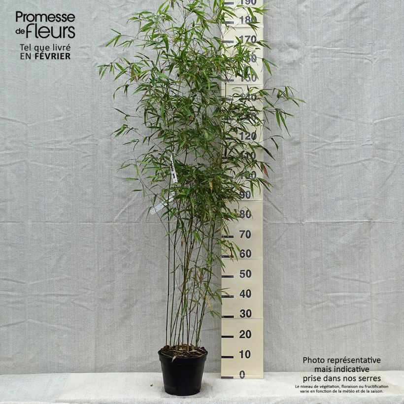 Phyllostachys aureosulcata Alata - Bambú Maceta 4L/5L Ejemplar entregado en invierno