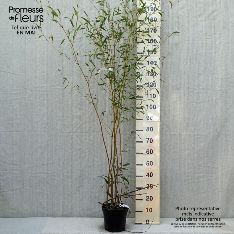 Phyllostachys aureosulcata Alata - Bambú Maceta 4L/5L Ejemplar entregado en la primavera