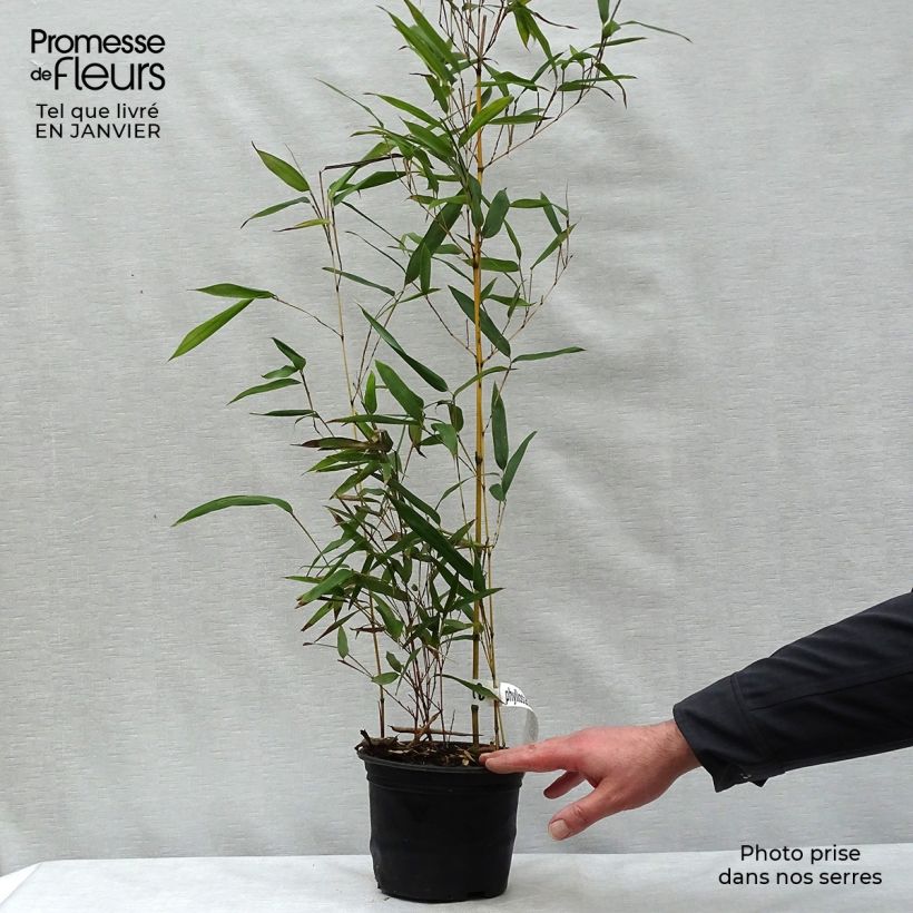 Phyllostachys aureosulcata Aureocaulis - Bambú Maceta 2L/3L Ejemplar entregado en invierno