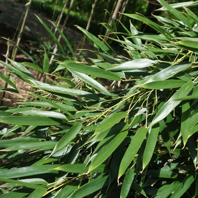 Phyllostachys aureosulcata - Bambú (Follaje)