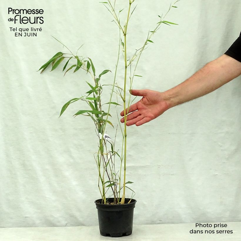 Ejemplar de Phyllostachys aureosulcata Spectabilis - Bambú Maceta 2L/3L entregado en verano